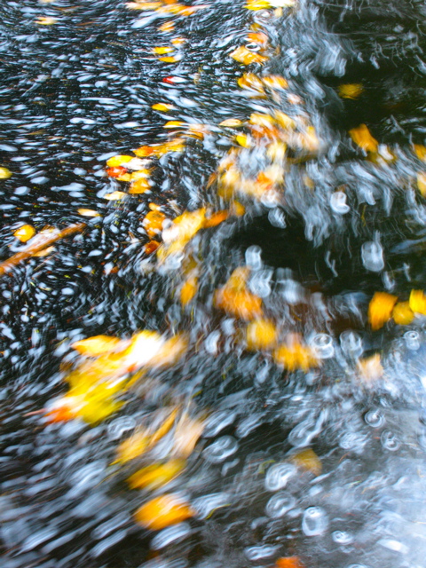 blurry-leaves-4.jpg